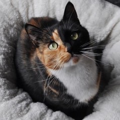 Cuccia morbidissima per cani taglia piccola