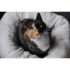 Cuccia morbidissima per cani taglia piccola