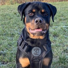 Pettorina K9 Wolf Pro