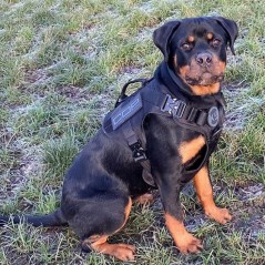 Pettorina K9 Wolf Pro