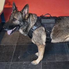 Pettorina K9 Wolf Pro