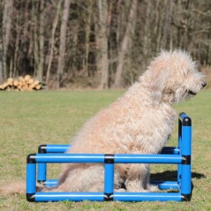 Q-BOX per formazione cani