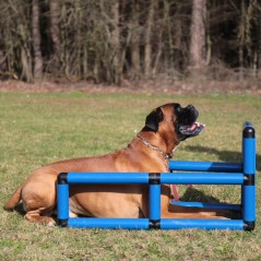 Q-BOX per formazione cani