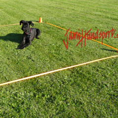 Box completo per l'allenamento obedience