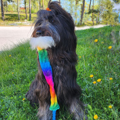 Tug con Bungee, corda, pelo e suono