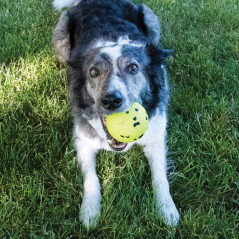 KONG Reflex Ball L – Palla Ultra‑Resistente per Riporto