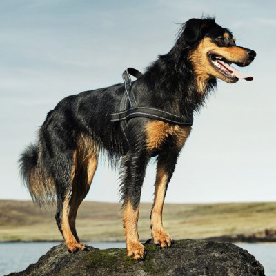 Pettorina nylon OUTDOOR HURTTA Nera per cani