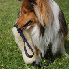 Salamotto pelo pecora doppia impugnatura bungee per cani