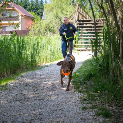 Pettorina Mantrailing JULIUS K9 per cani