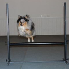 Salto aperto per Obedience per cani