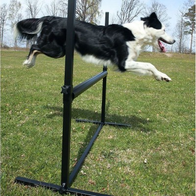 Salto aperto per Obedience per cani