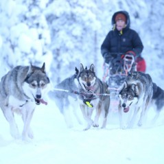 Axaeco Imbracatura Scandinavia per uso sportivo