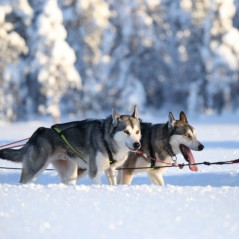 Axaeco Imbracatura Scandinavia per uso sportivo